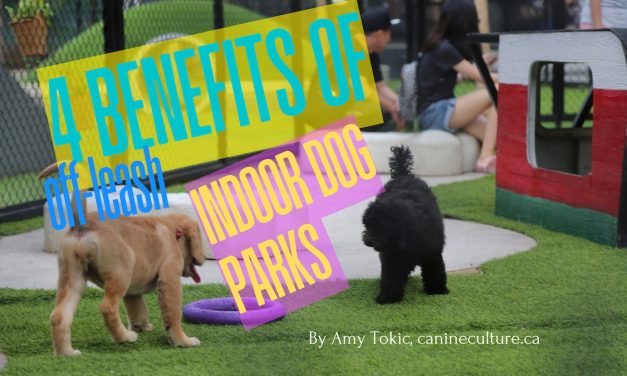 4 Pawsome Benefits of Indoor Dog Parks