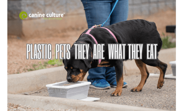 We Are All Plastic People – What Does That Mean for Our Dogs?