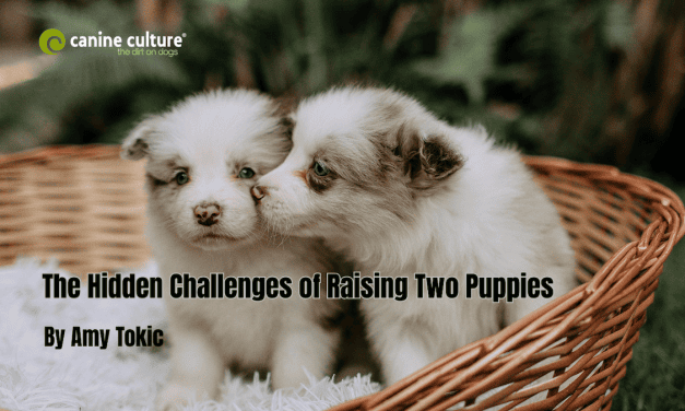 The Hidden Challenges of Raising Two Puppies