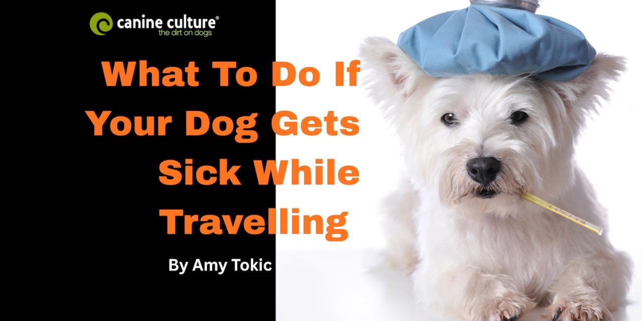 What to Do If Your Dog Gets Sick While Travelling