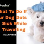 What to Do If Your Dog Gets Sick While Travelling