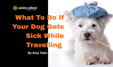 What to Do If Your Dog Gets Sick While Travelling